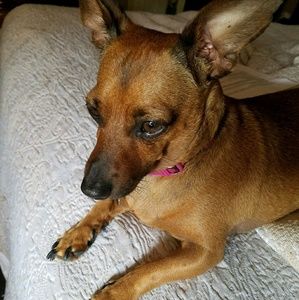 Meet your Posher, Dolores